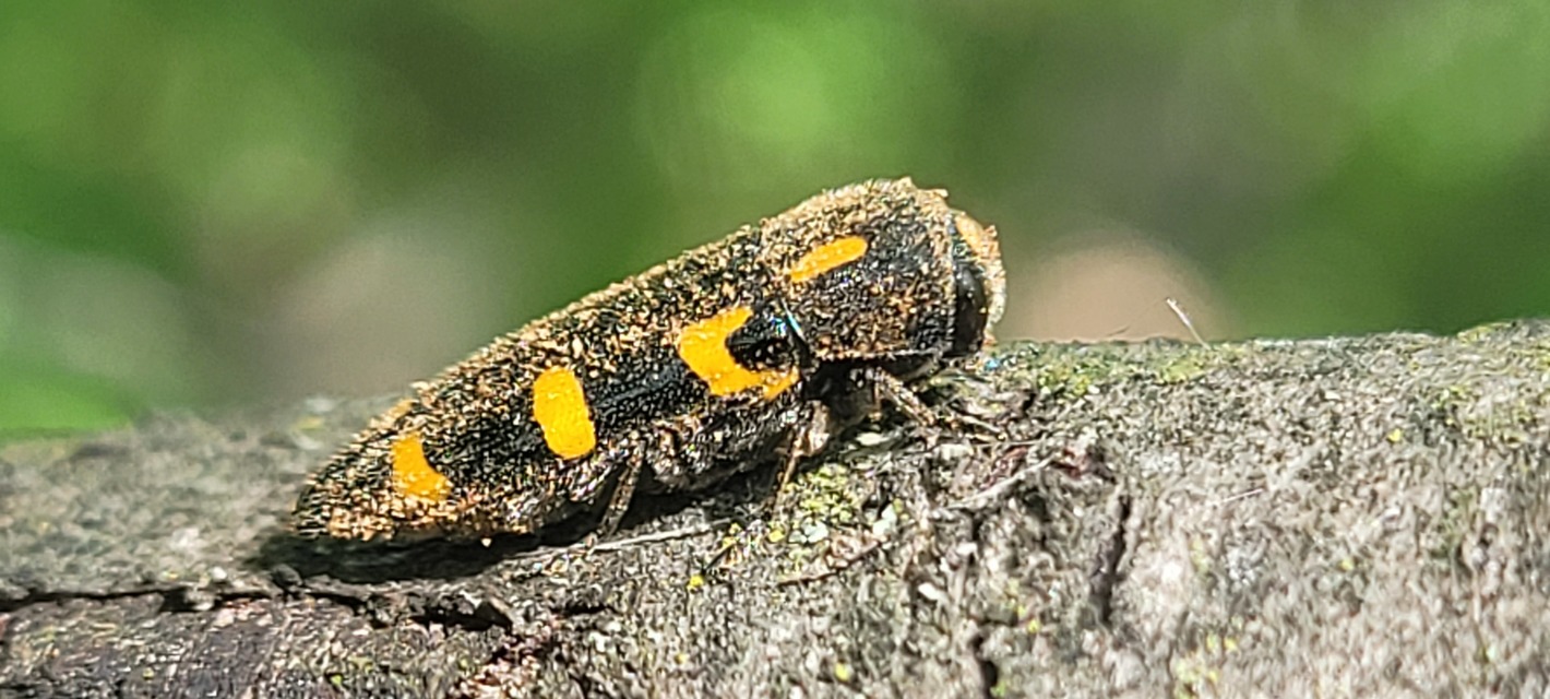 Ptosima undecimmaculata - sárgafoltos díszbogár