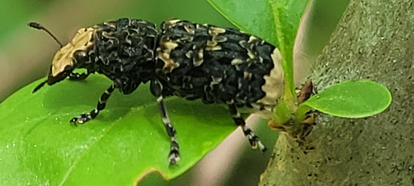 Platyrhinus resinosus - nagy orrosbogár