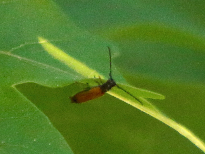 Tetrops praeustus - közönséges négyszeműcincér