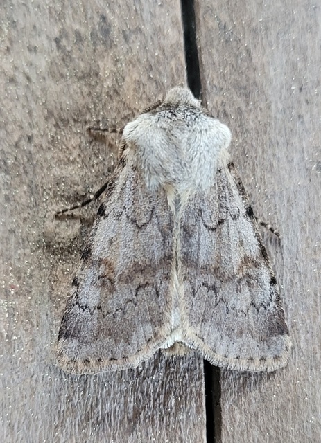 Agrotis cinerea - szürkés földibagoly