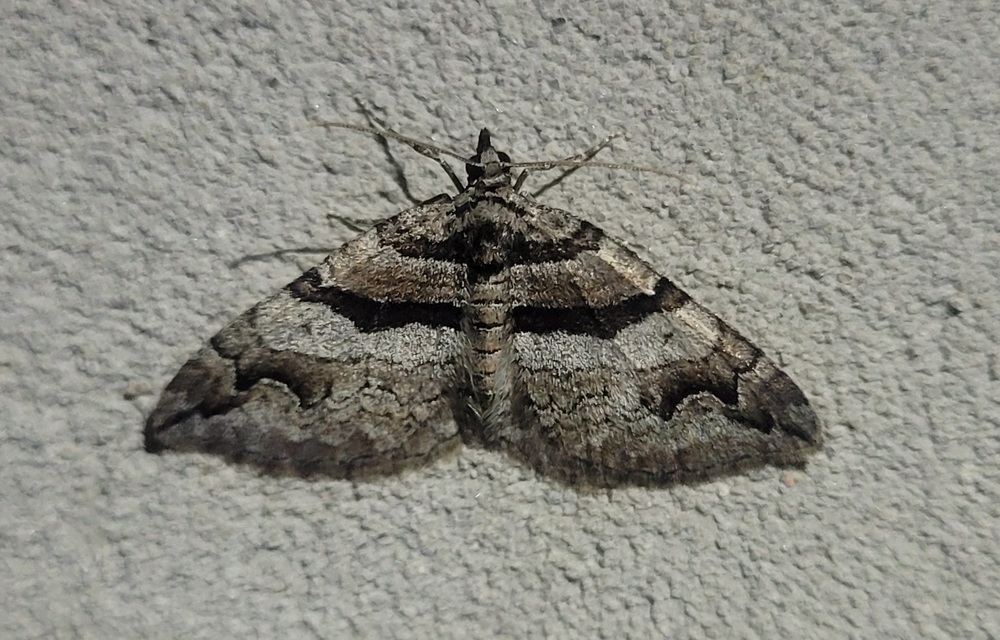 Pareulype berberata - sóskafa-tarkaaraszoló