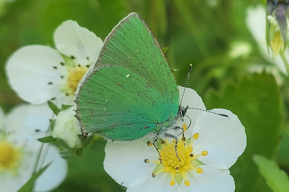 Callophrys rubi - zöldfonákú lepke