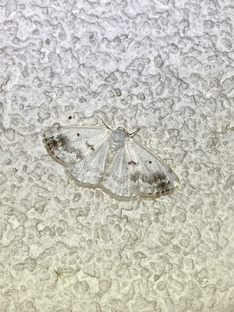 Lomographa temerata - foltos fehéraraszoló