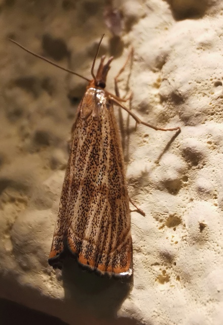 Thisanotia chrysonuchella - tavaszi fűgyökérmoly