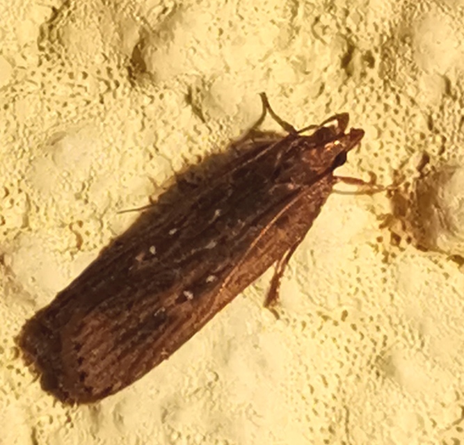 Helcystogramma