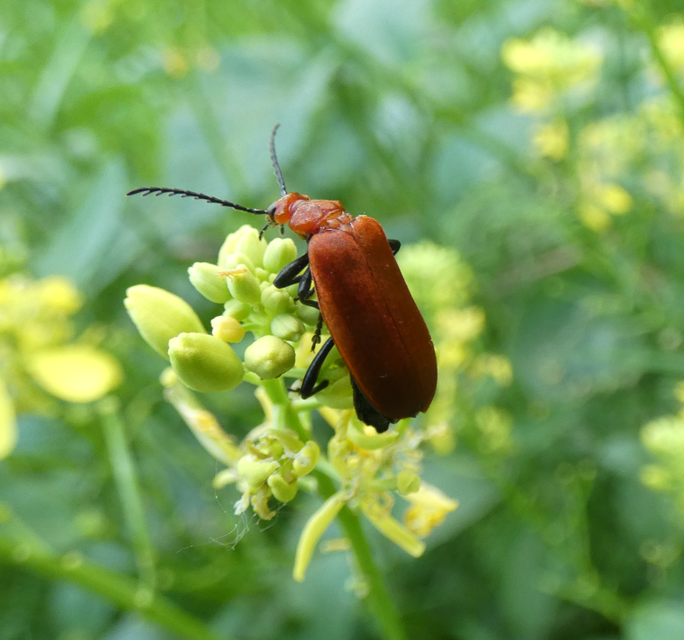 Pyrochroa serraticornis - közép-bíborbogár