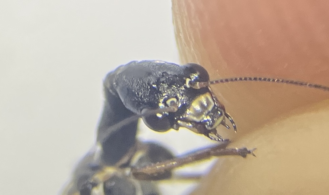 Phaeostigma notata