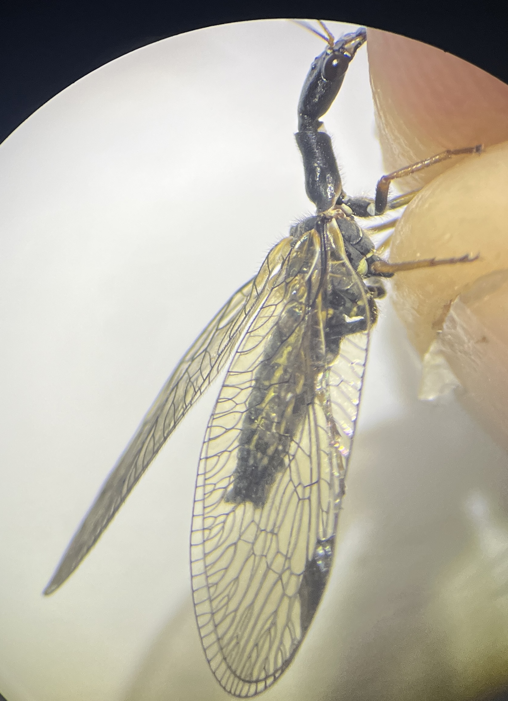 Phaeostigma notata