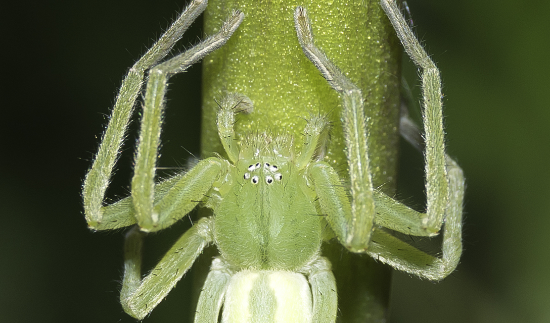 Micrommata virescens - hunyópók