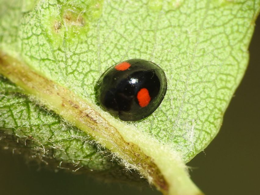 Chilocorus renipustulatus - vesefoltos szerecsenkata