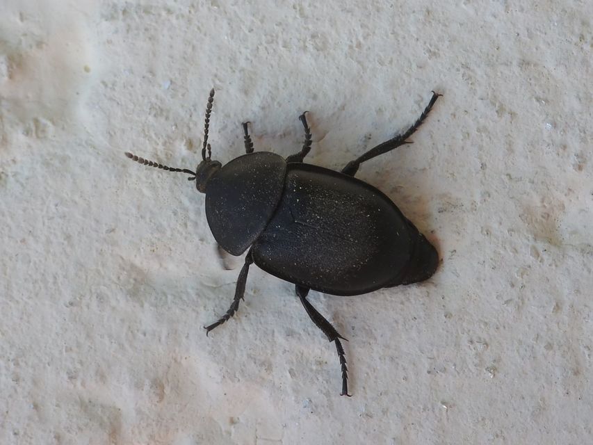 Ablattaria laevigata - sima csigarabló