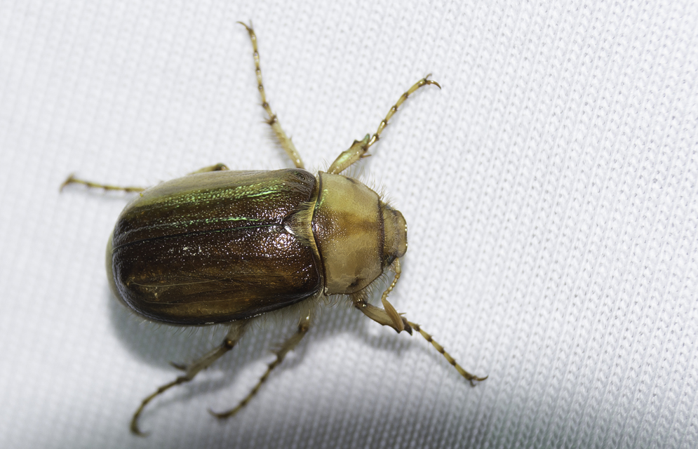 Rhizotrogus aestivus - tavaszvégi cserebogár