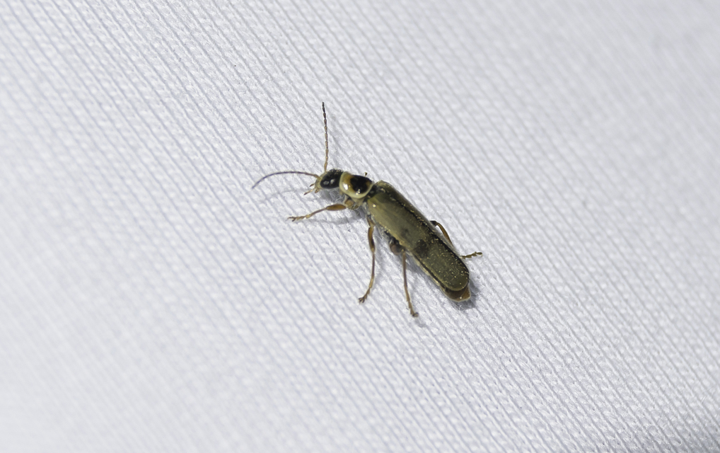 Metacantharis clypeata - tavaszi lágybogár