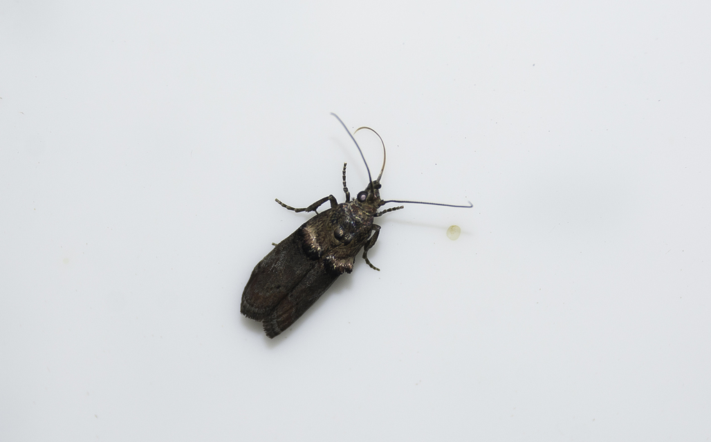 Trachonitis cristella - bokorrágó karcsúmoly