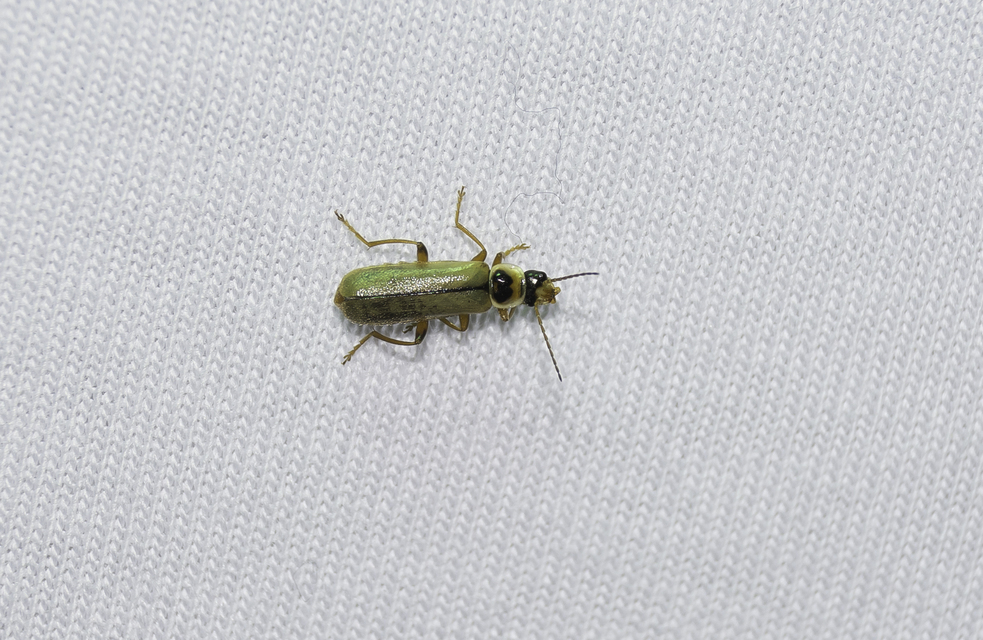 Metacantharis clypeata - tavaszi lágybogár