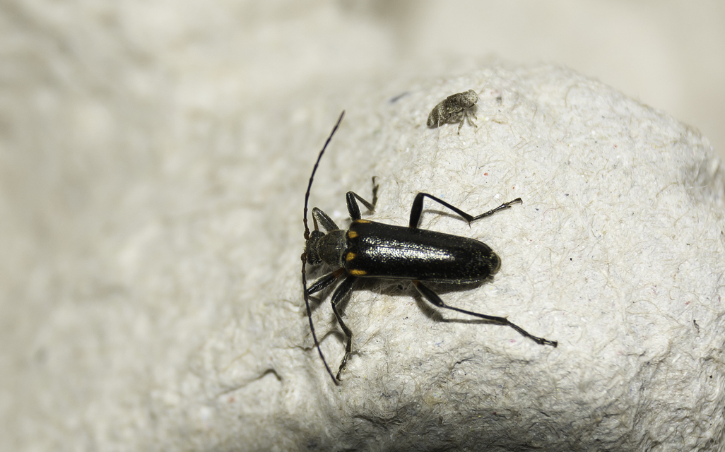 Cortodera humeralis - négyfoltos cserjecincér