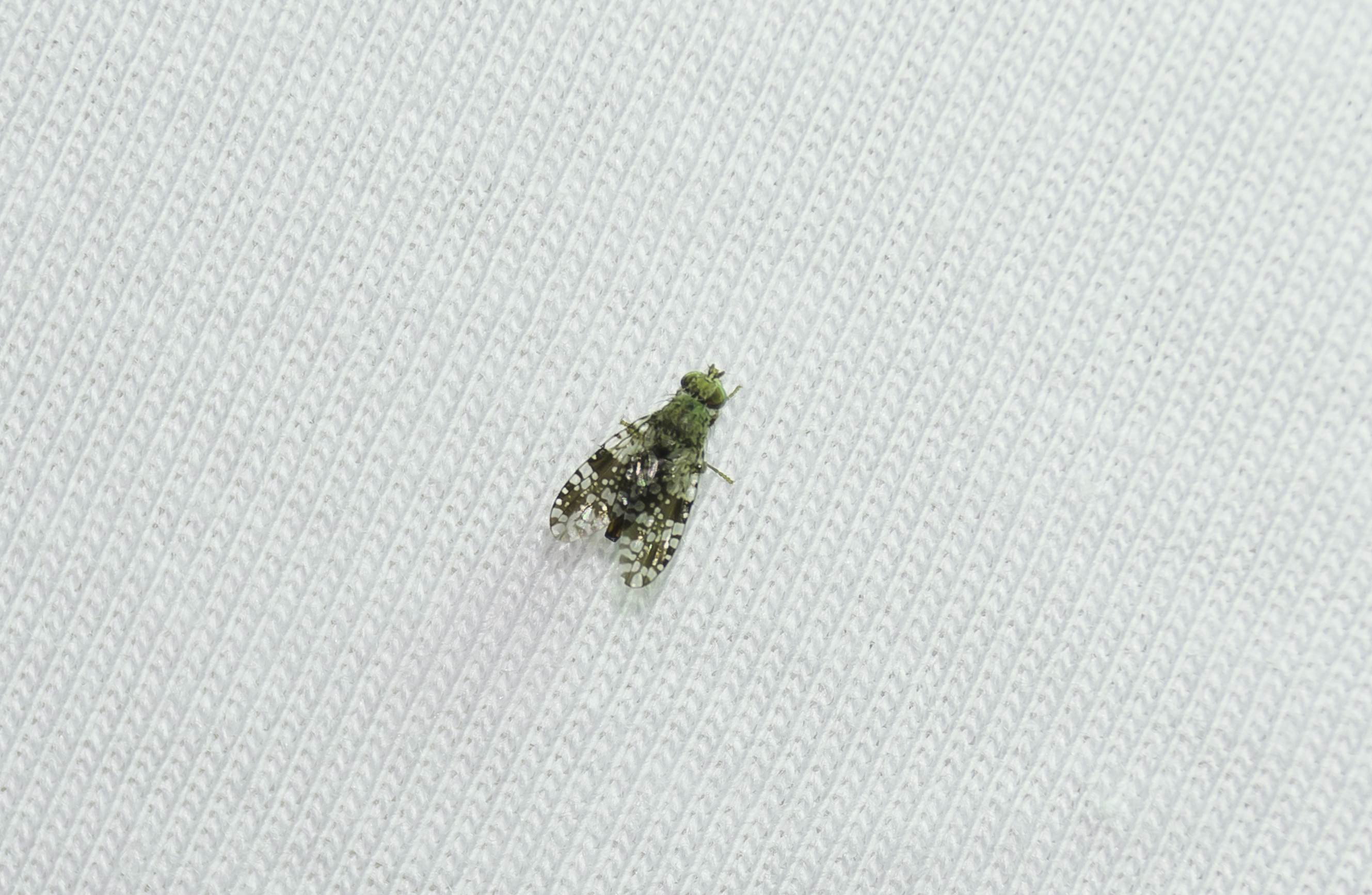 Tephritis ruralis