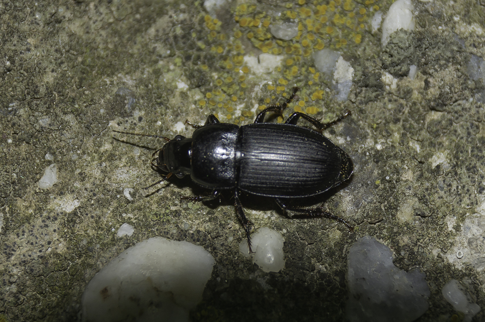 Harpalus caspius - keleti lomhafutó