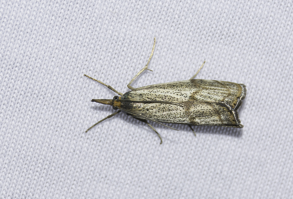 Thisanotia chrysonuchella - tavaszi fűgyökérmoly