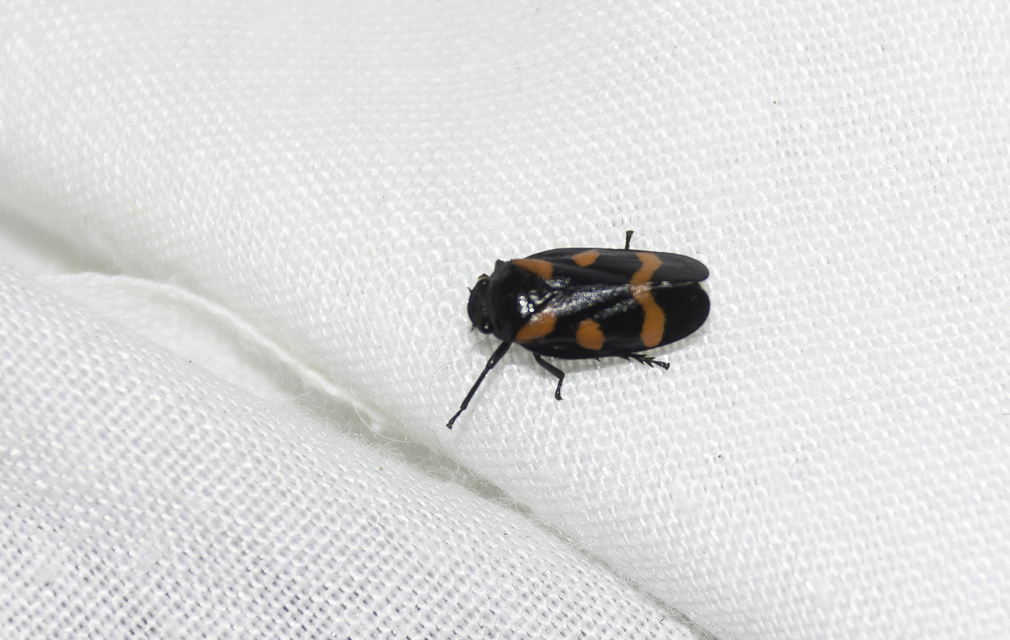 Cercopis arcuata/sanguinolenta
