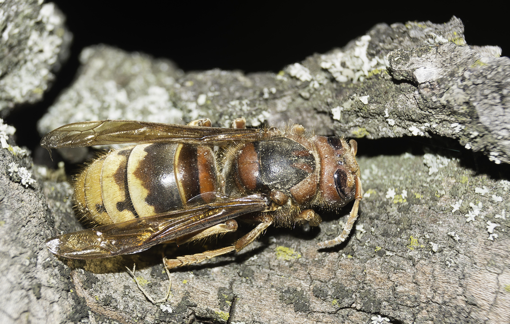 Vespa crabro - lódarázs