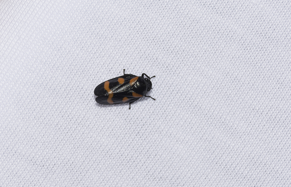 Cercopis arcuata/sanguinolenta