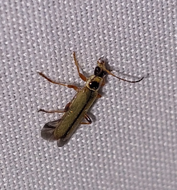 Metacantharis clypeata - tavaszi lágybogár