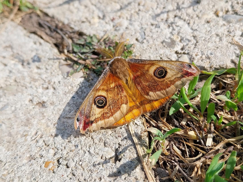Saturnia pavoniella/pavonia