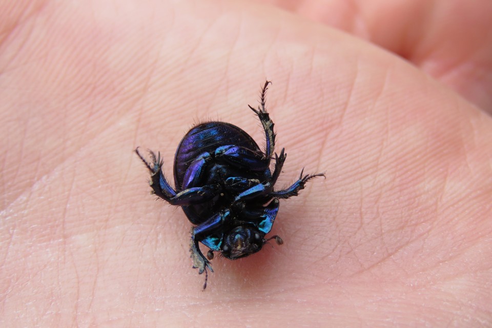 Anoplotrupes stercorosus - erdei álganéjtúró