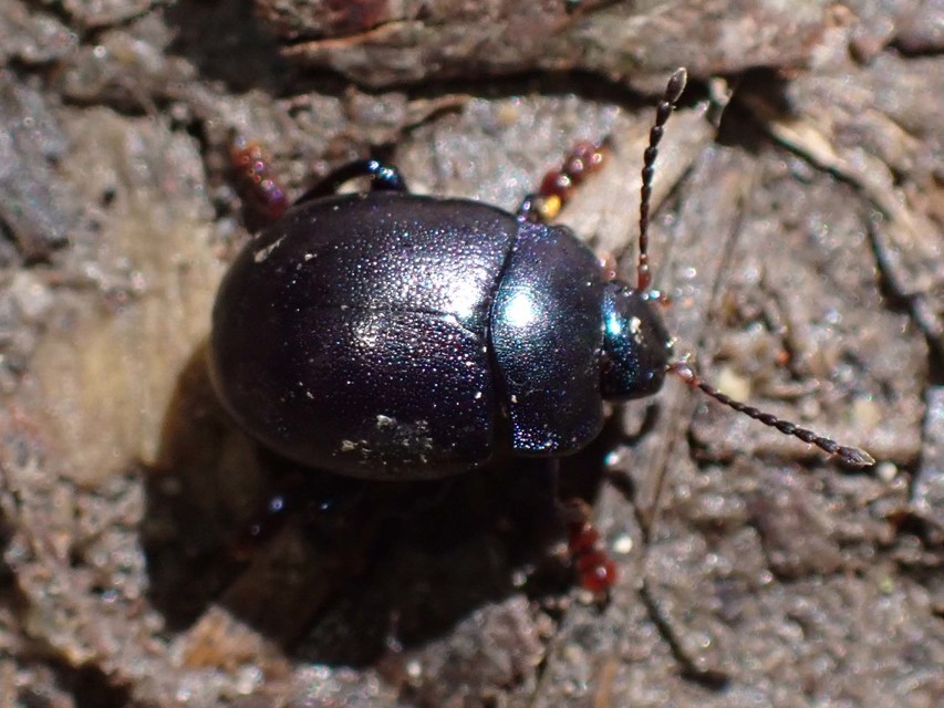 Chrysolina sturmi - vöröslábú levelész