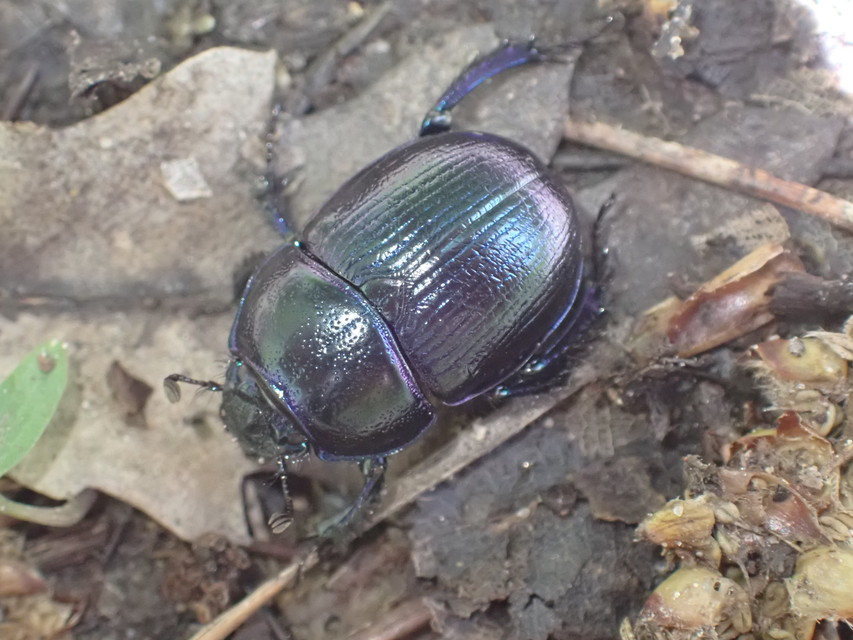 Anoplotrupes stercorosus - erdei álganéjtúró