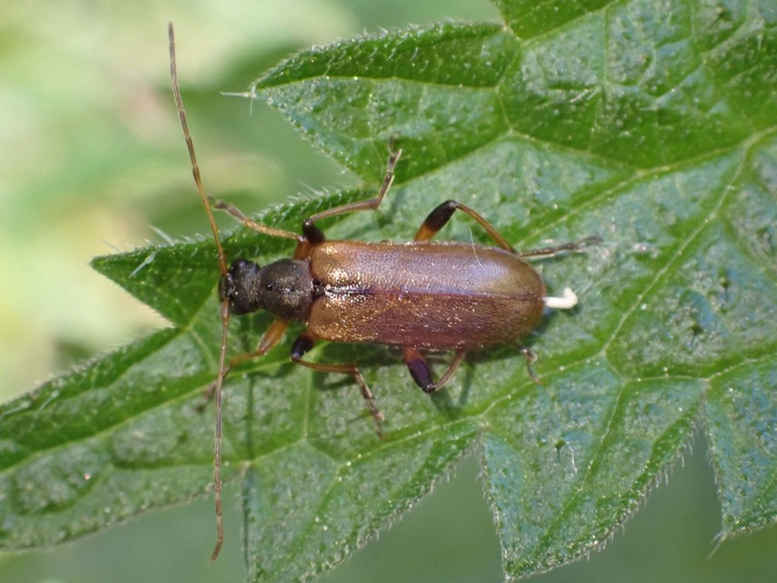 Cortodera humeralis - négyfoltos cserjecincér
