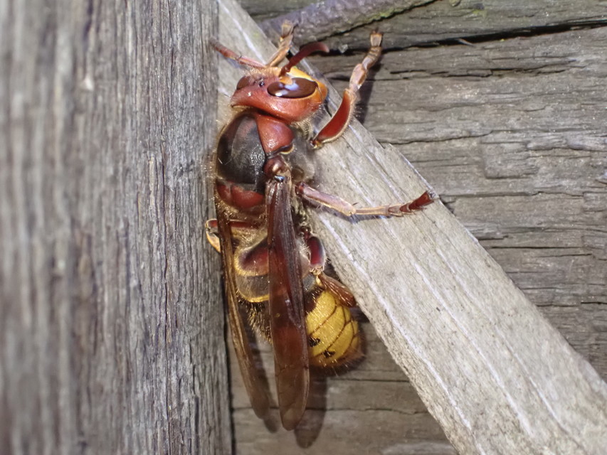 Vespa crabro - lódarázs