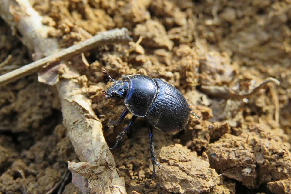 Anoplotrupes stercorosus - erdei álganéjtúró