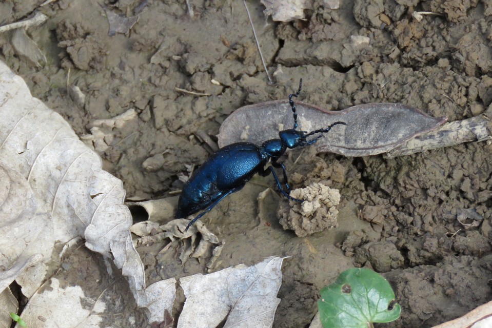 Meloe violaceus - kék nünüke