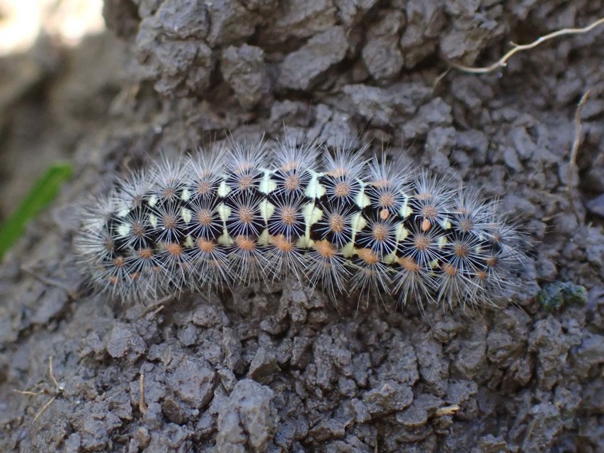 Pentophera morio - réti gyapjaslepke