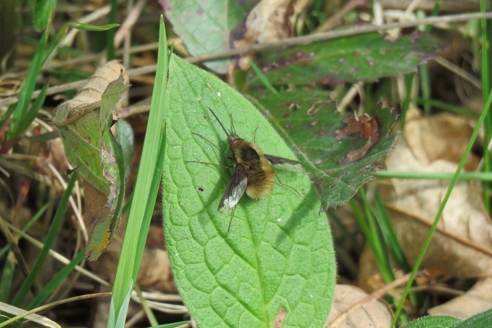 Bombylius major - szegélyes pöszörlégy