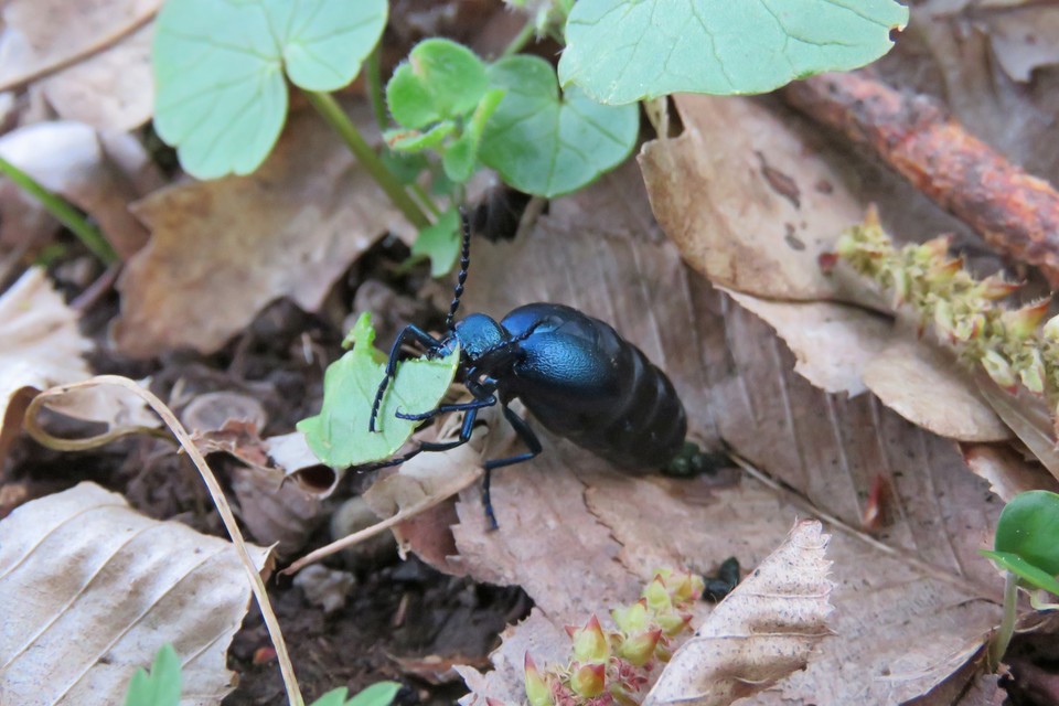 Meloe violaceus - kék nünüke