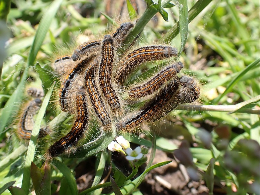 Malacosoma castrensis - kutyatejszövő