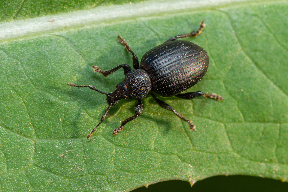 Otiorhynchus catenulatus - gyászos gyalogormányos