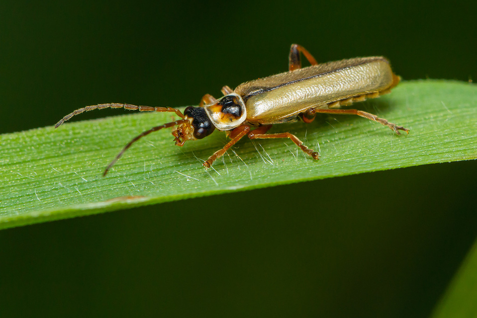 Metacantharis clypeata - tavaszi lágybogár