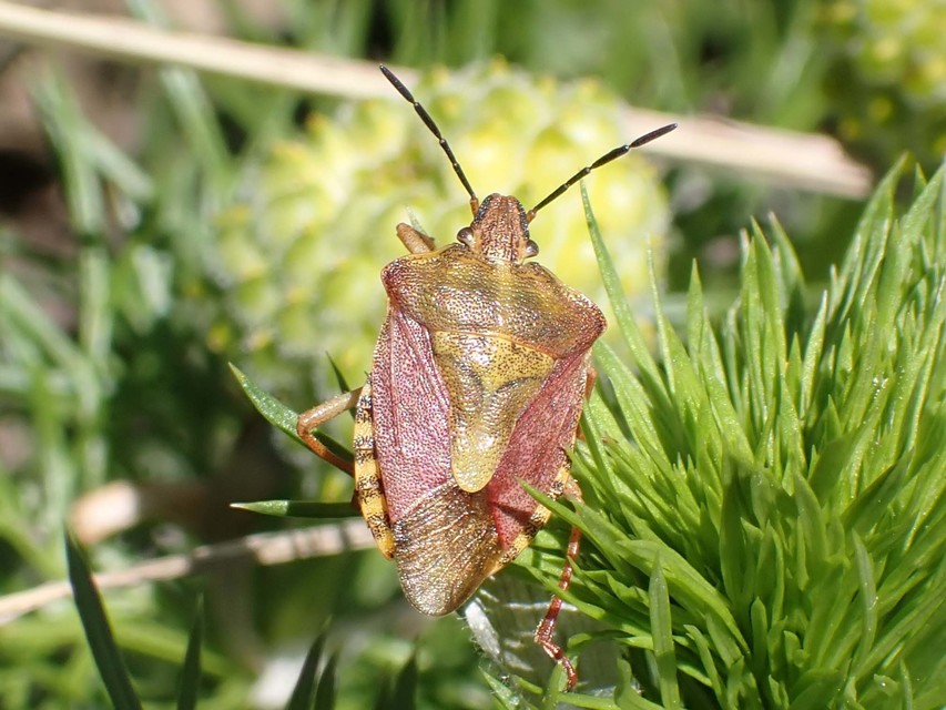 Carpocoris