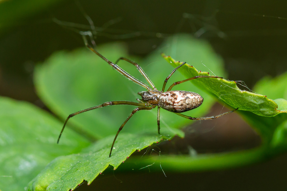 Tetragnatha