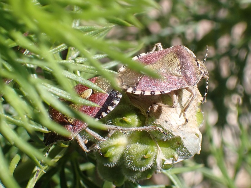 Dolycoris baccarum - közönséges bogyómászó-poloska Dolycoris baccarum - közönséges bogyómászó-poloska