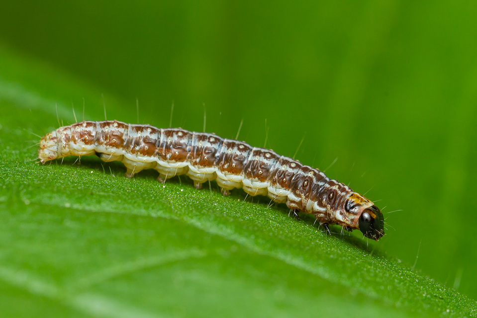 Tortricodes alternella - tavaszi sodrómoly