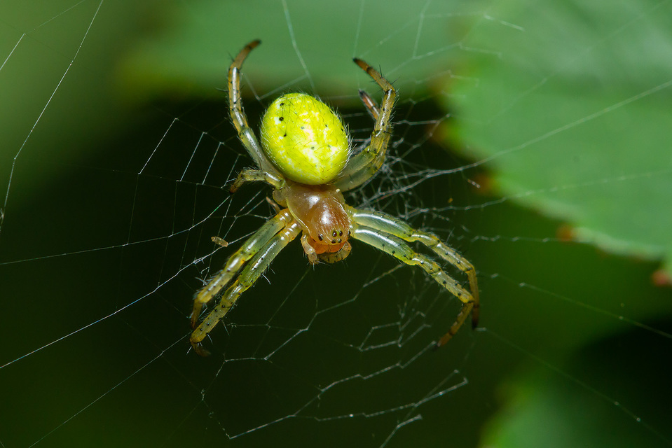 Araniella cucurbitina/opisthographa