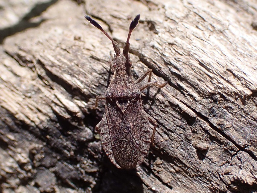 Spathocera