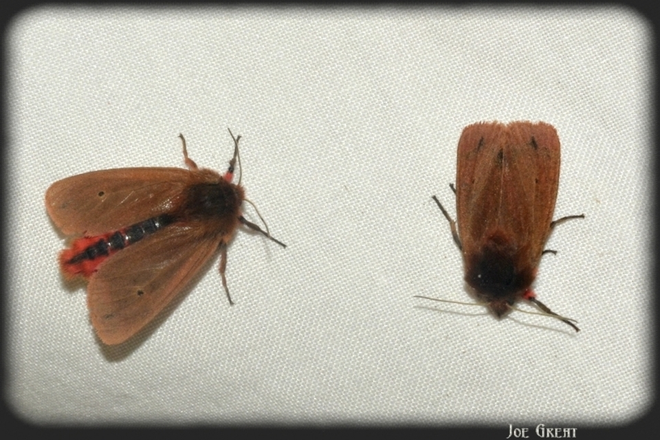 Phragmatobia fuliginosa - füstös medvelepke