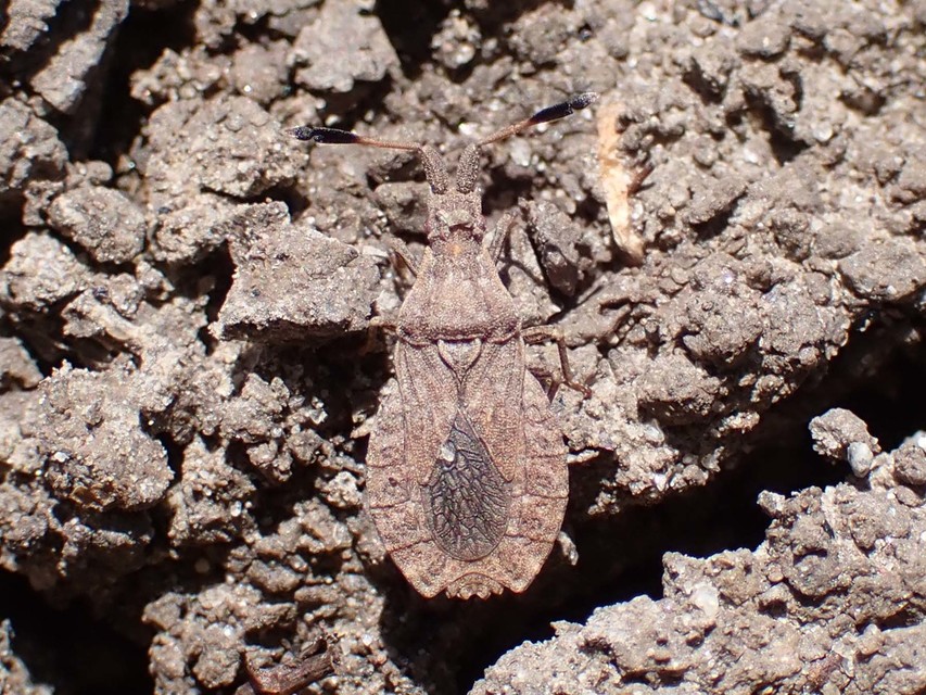 Spathocera