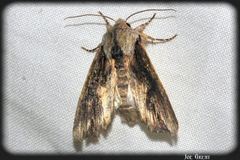 Egira conspicillaris - változékony szürkebagoly